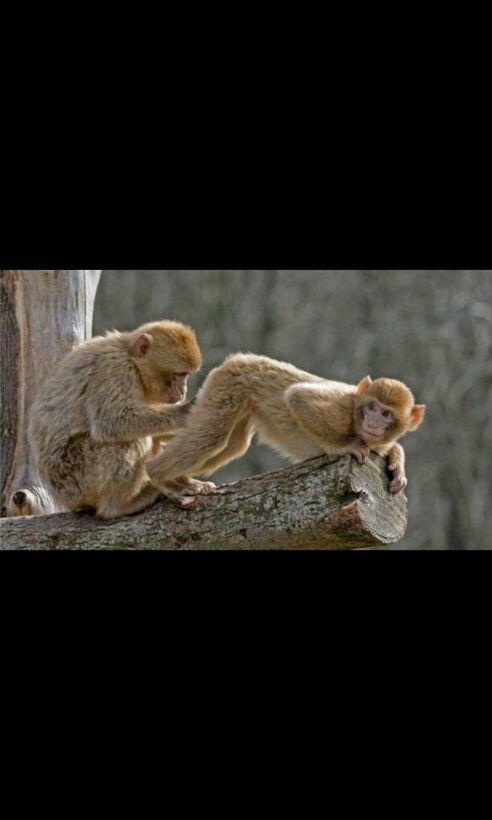Plantilla de meme Jungle love