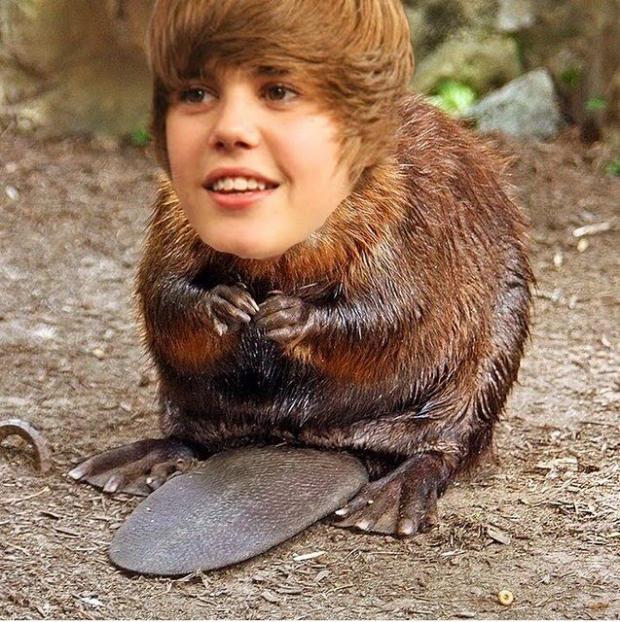 justin beaver meme template