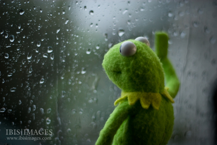 Plantilla de meme Kermit the frog rainy day