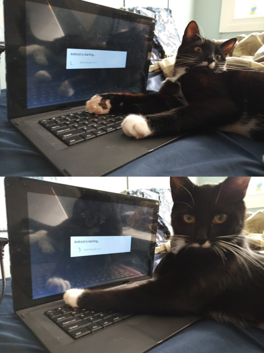 Plantilla de meme Keyboard Warrior Cat
