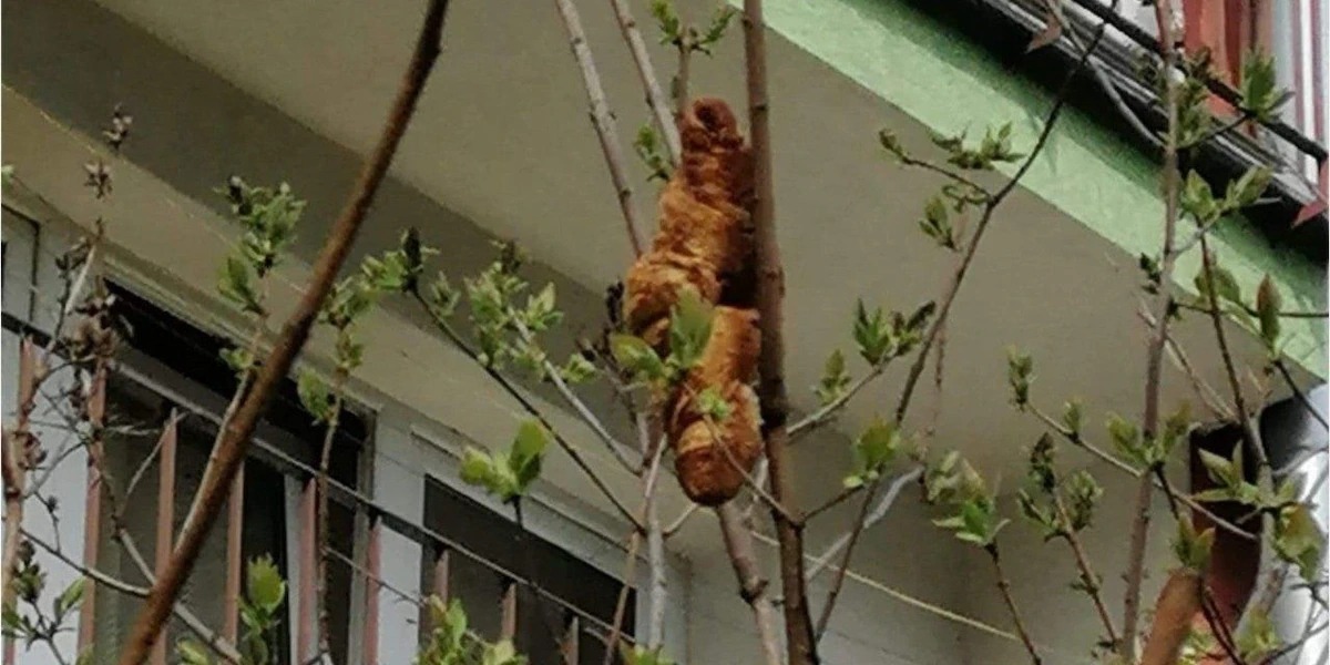 Plantilla de meme Killer Croissant