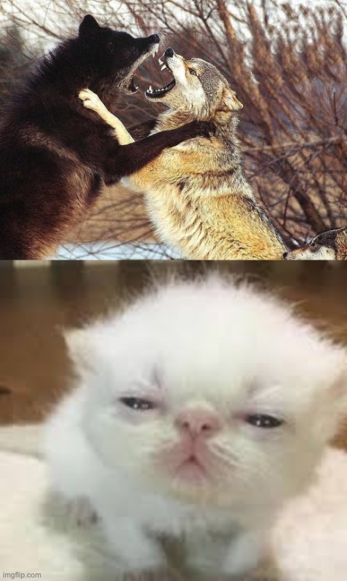 Plantilla de meme kitten watching wolves fighting