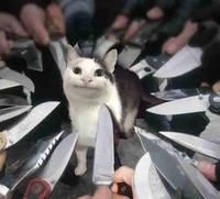 Plantilla de meme knives surrounding polite cat