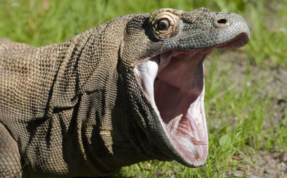 Plantilla de meme komodo