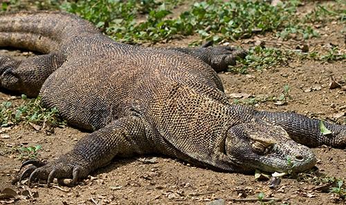 Plantilla de meme Komodo Dagon