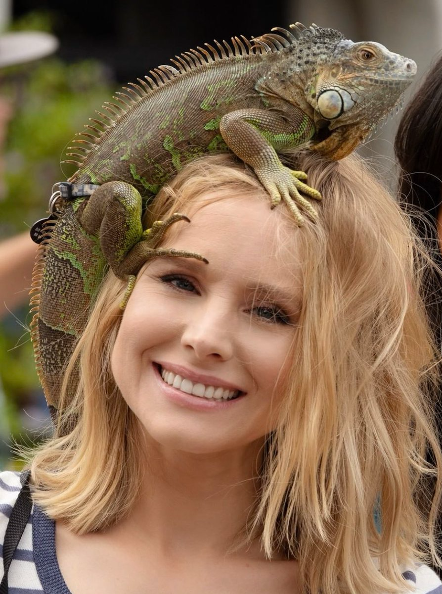Kristen Bell Iguana meme template
