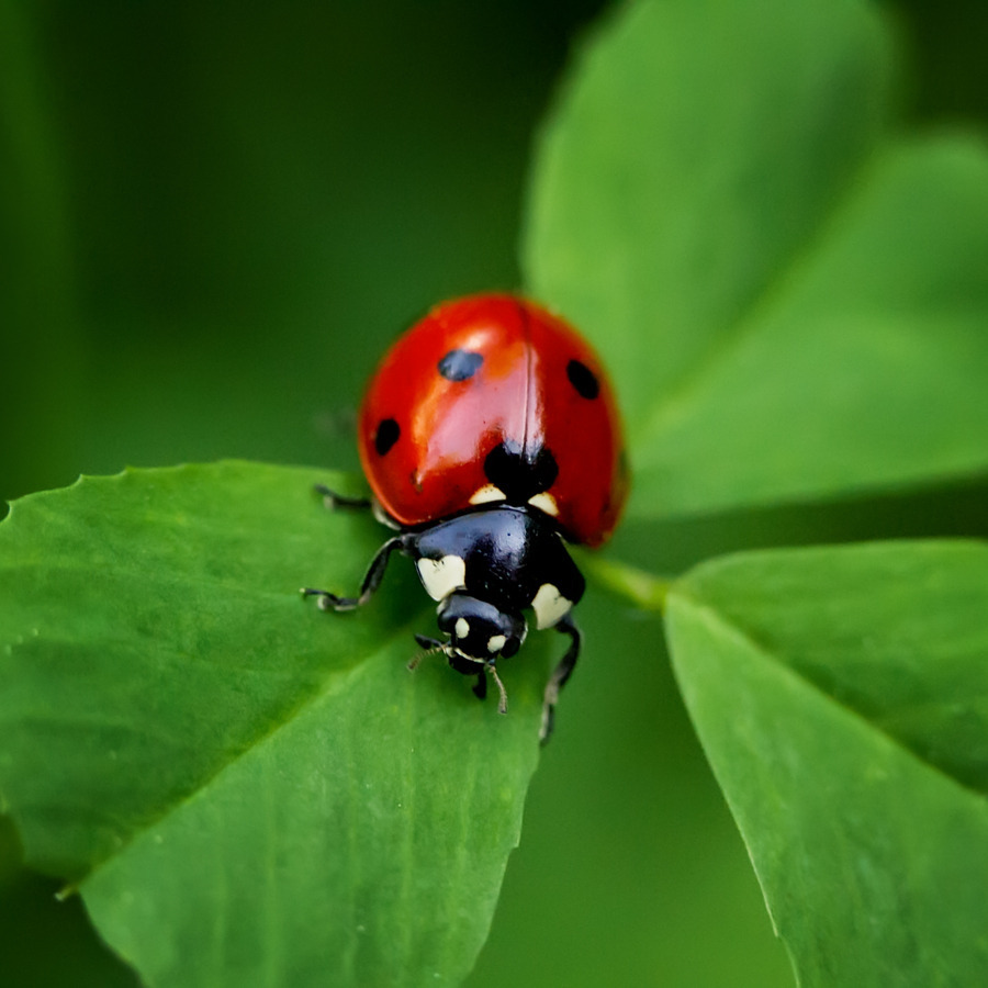 Plantilla de meme Ladybug