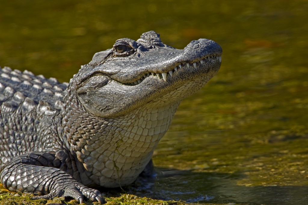 Plantilla de meme Laughing Alligator