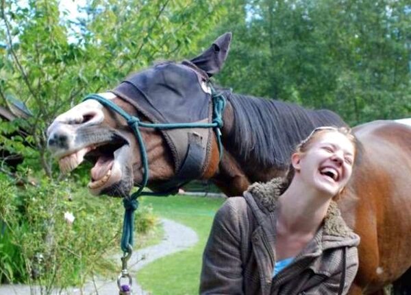 Plantilla de meme Laughing Horse