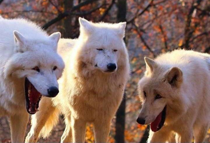 Plantilla de meme Laughing wolf