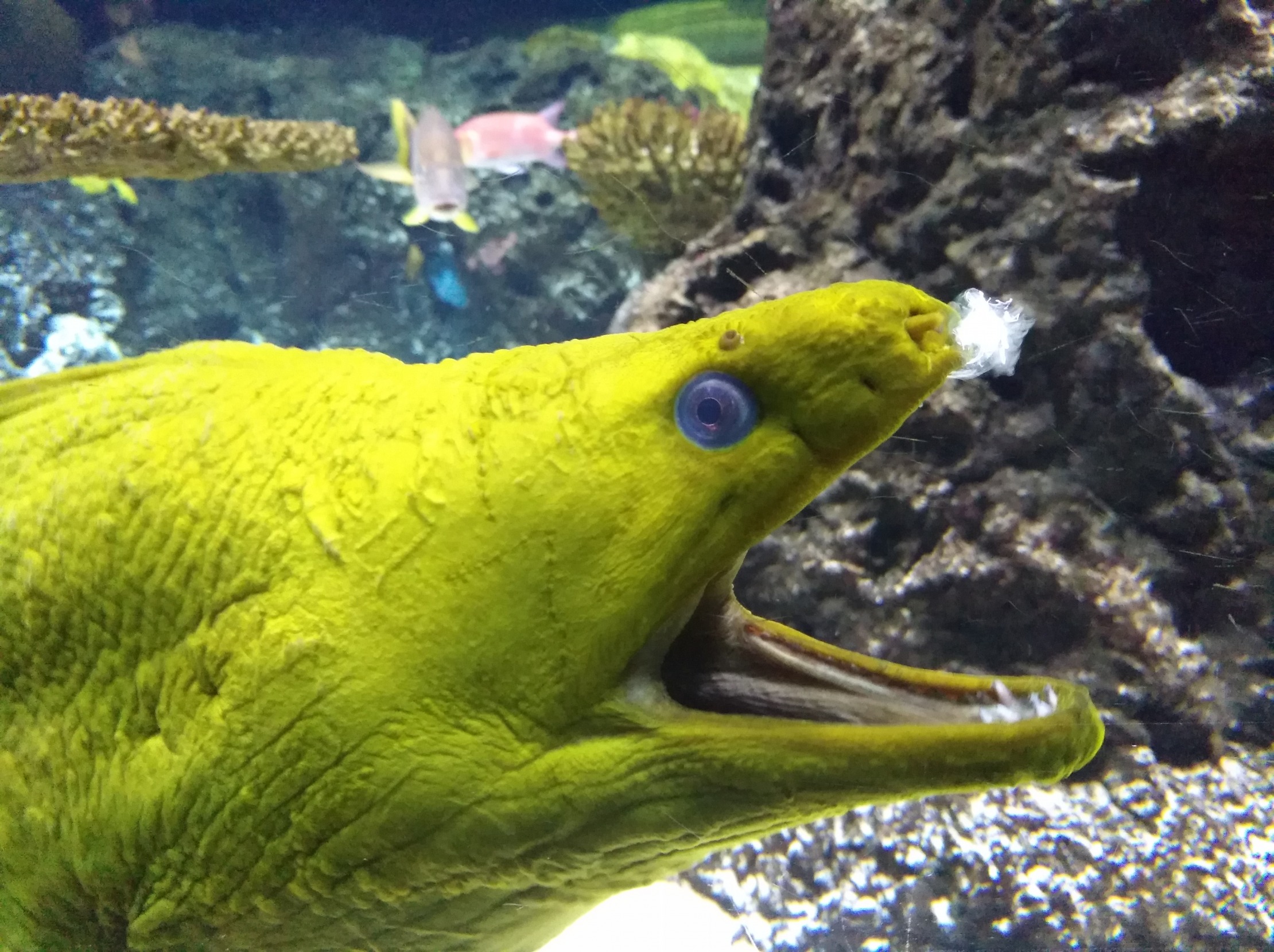 Laughting Moray Eel meme template
