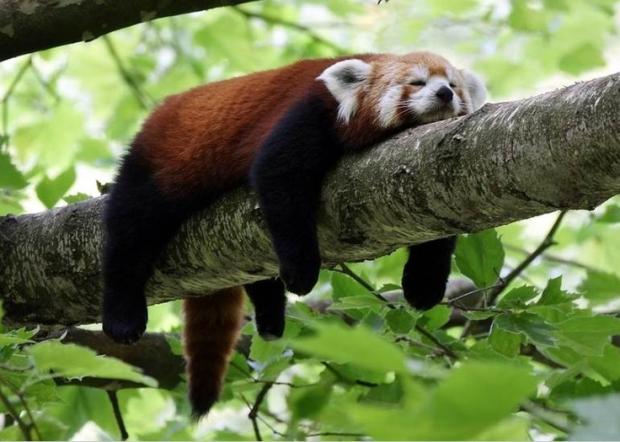 Plantilla de meme Lazy Red Panda