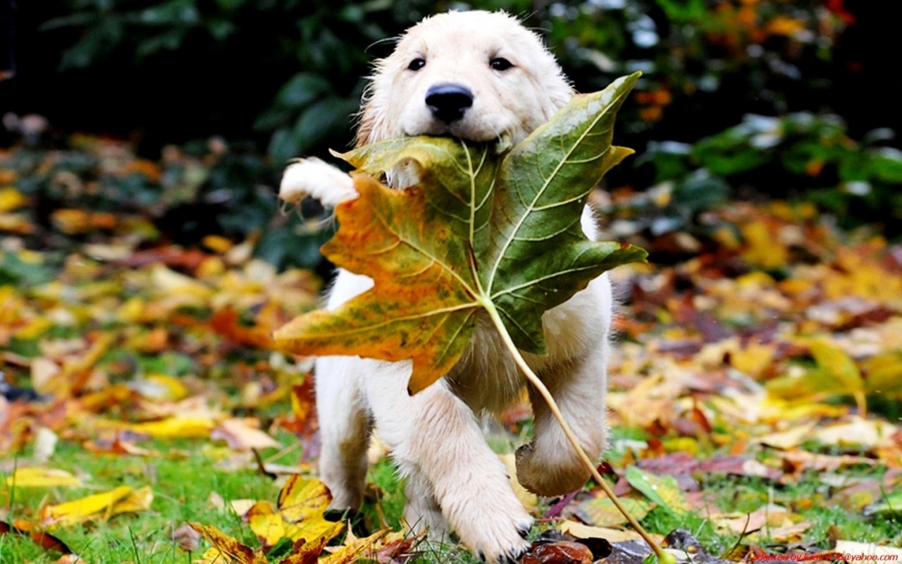 leaf puppy nature meme template