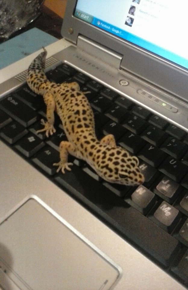 Plantilla de meme Leopard Gecko named Lana