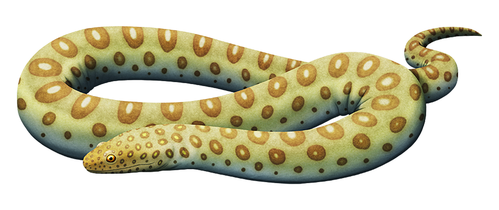 Lethiscus meme template