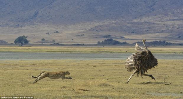 Plantilla de meme Lion Chasing Ostrich