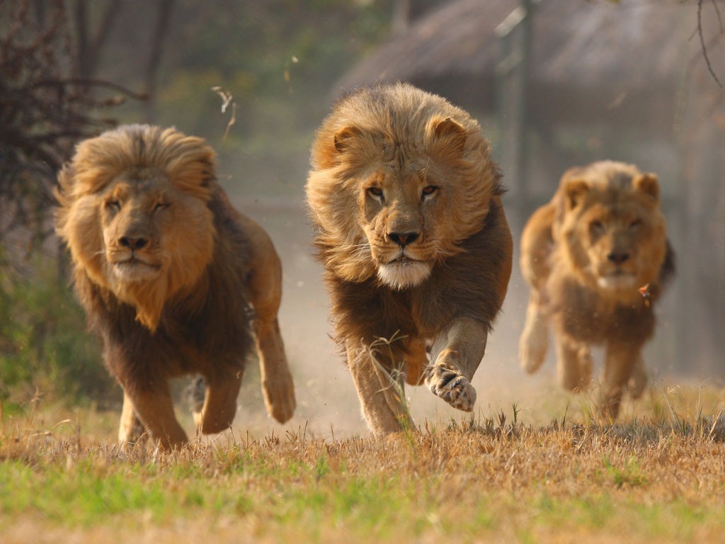 Plantilla de meme Lions Lookin For A Dentist