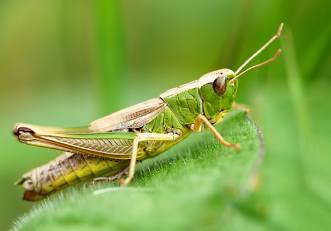 Plantilla de meme Little grasshopper