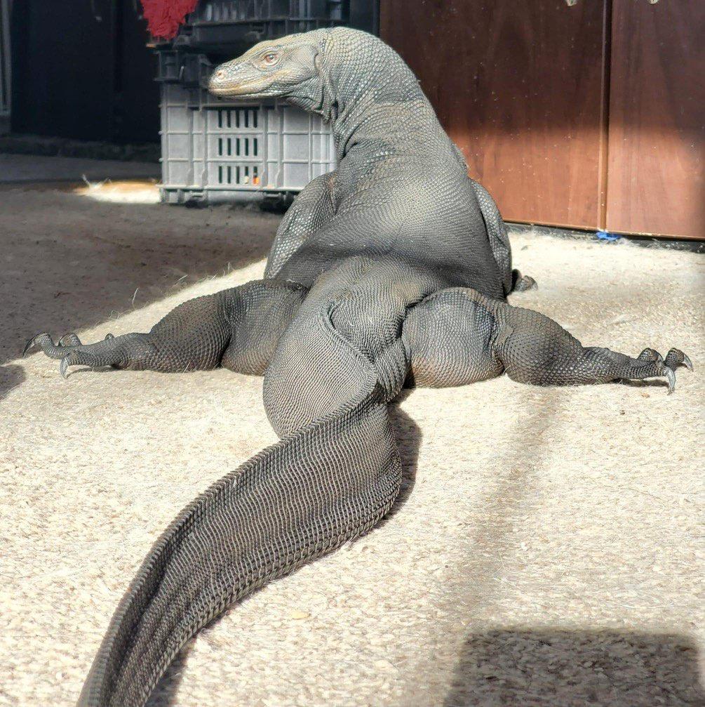 Lizard Thicc meme template