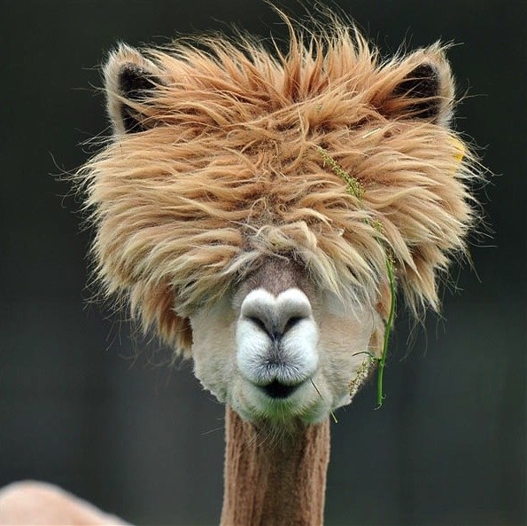 Plantilla de meme Llama Thursday Meme