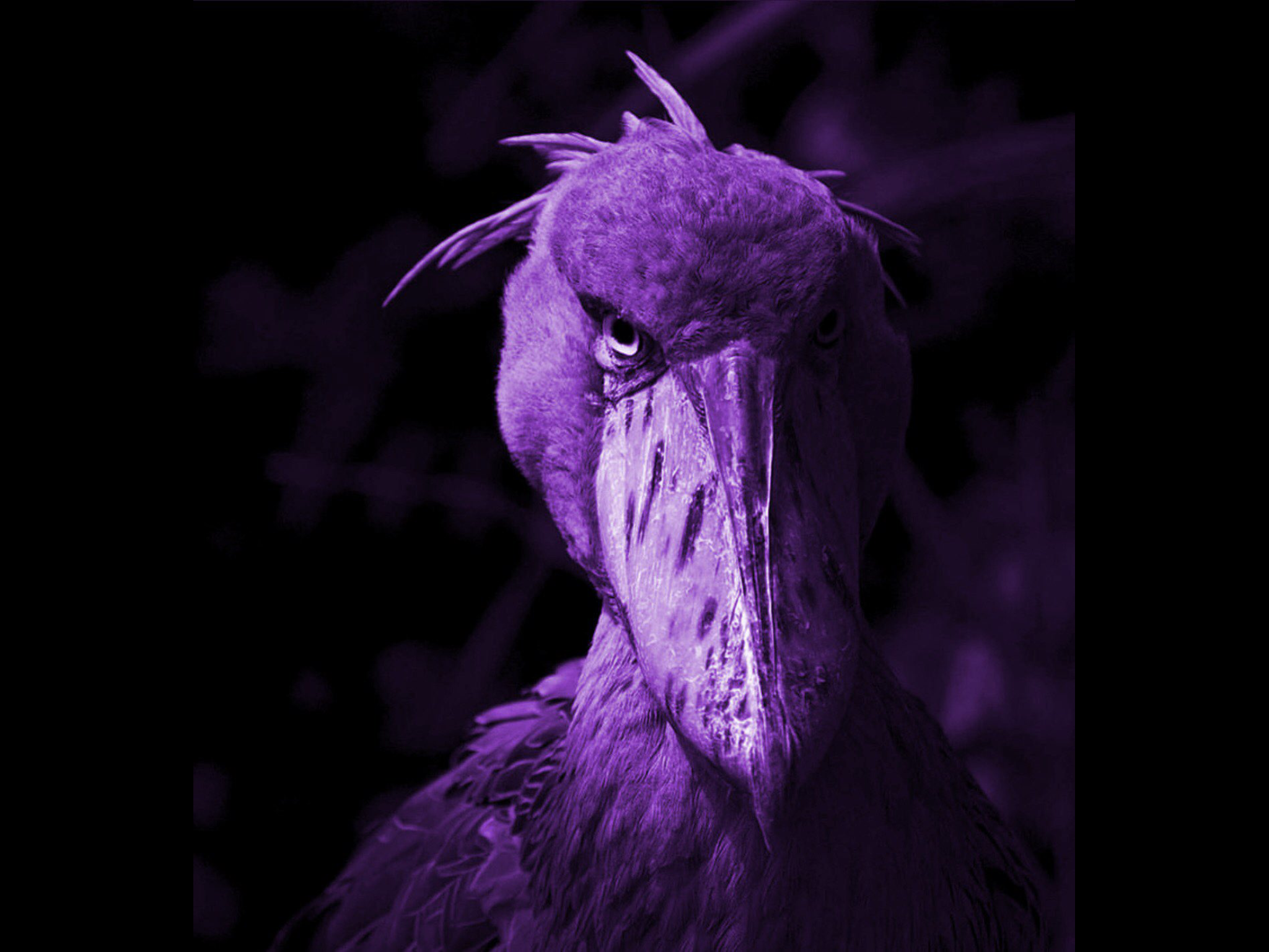 Plantilla de meme Lmfao bird