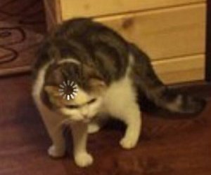 Plantilla de meme Loading cat