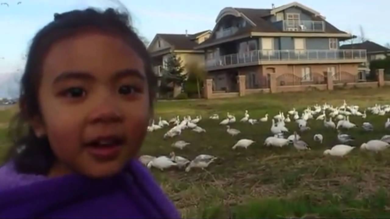 Plantilla de meme Look at All Those Chickens