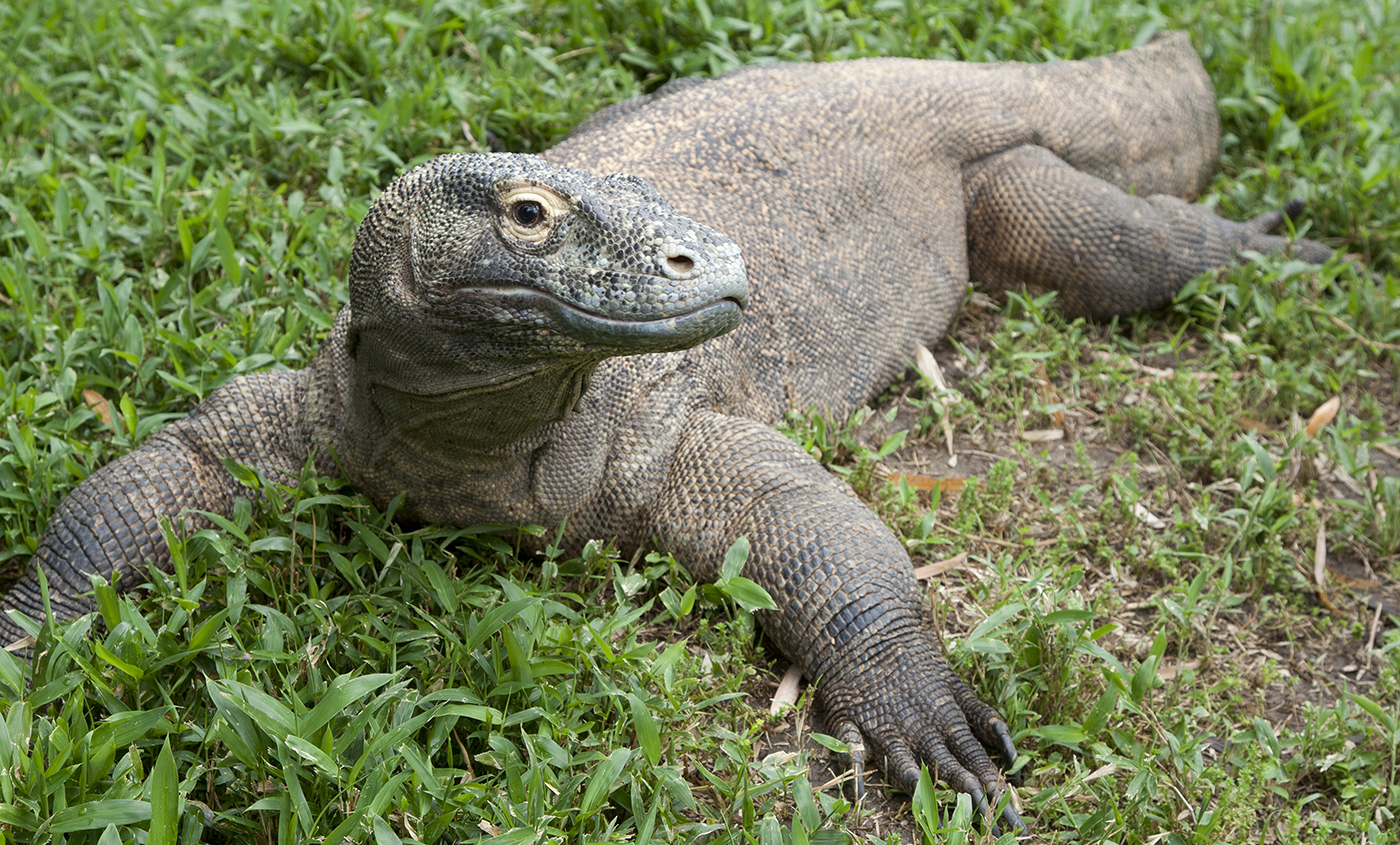 Plantilla de meme Lounging Komodo Dragon