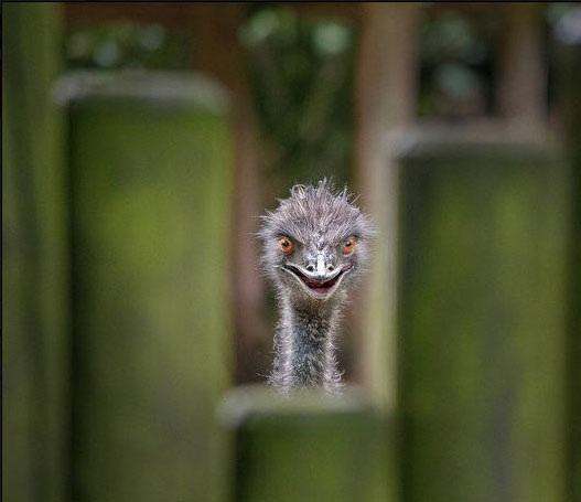 Plantilla de meme Louring Ostrich