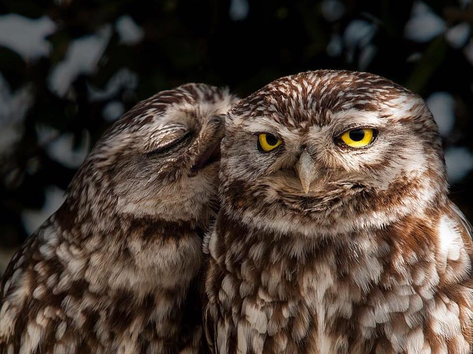 Plantilla de meme love owl meme