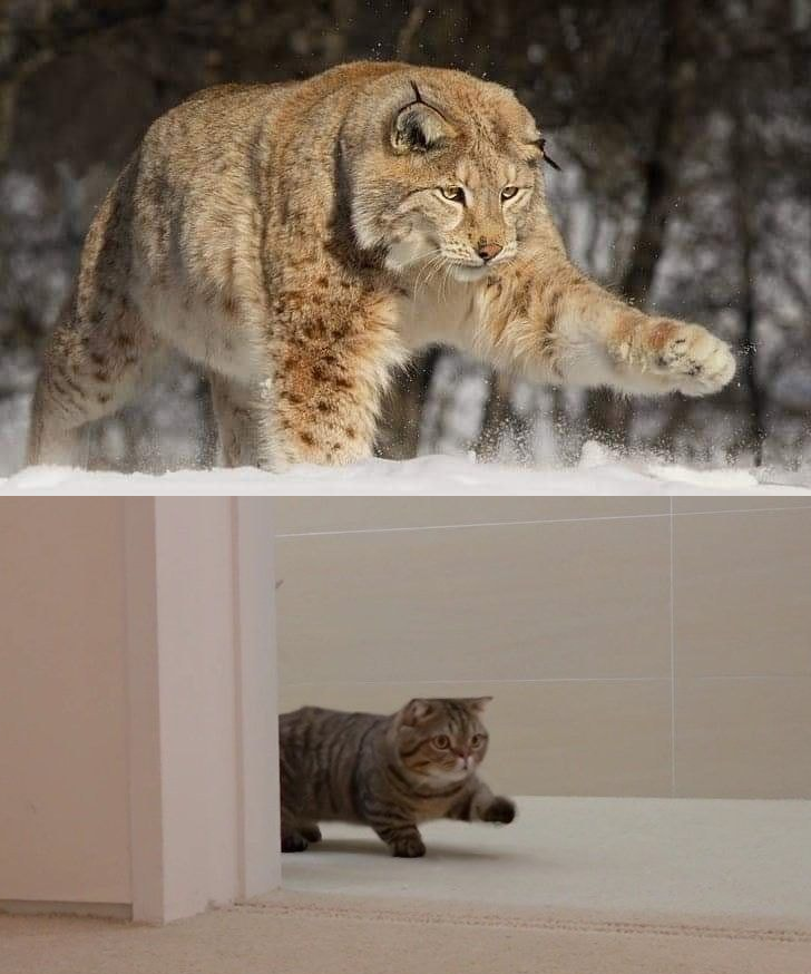 Plantilla de meme Lynx Lulu Kitten Meme
