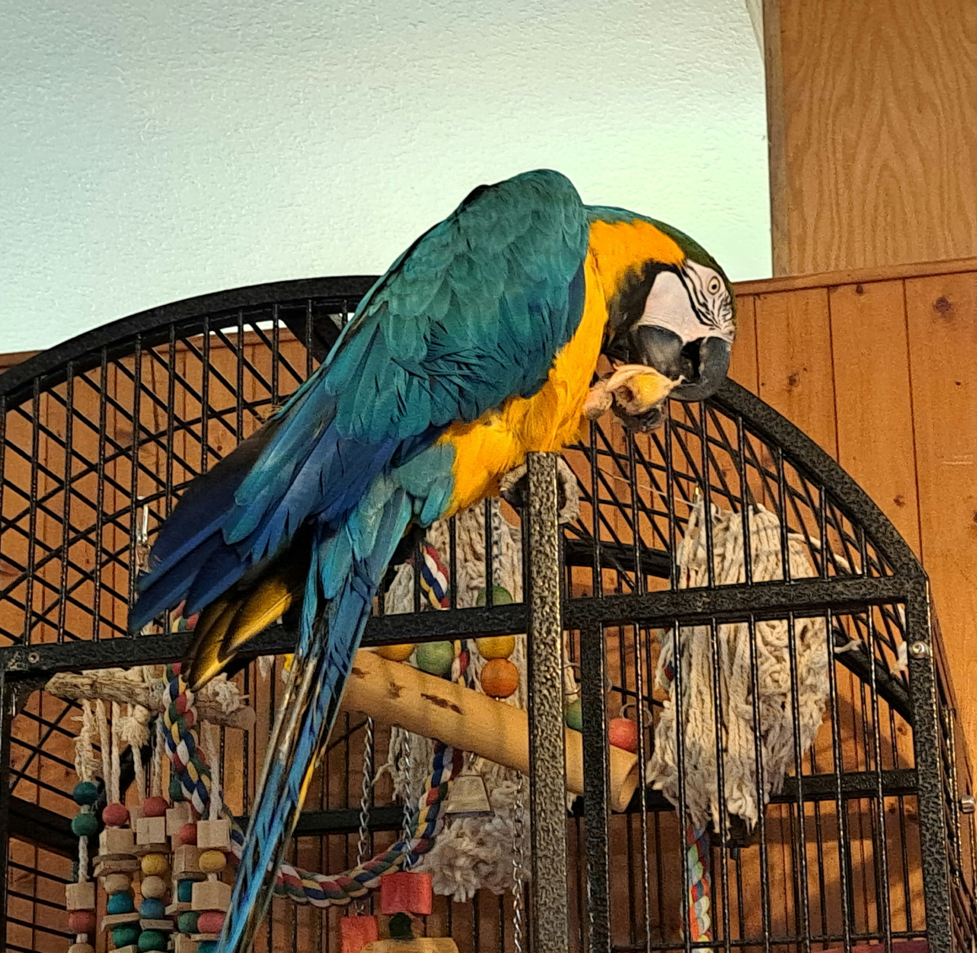 Plantilla de meme Macaw eating