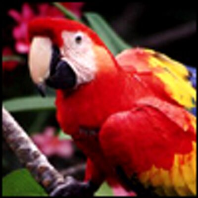Plantilla de meme Macaw Red