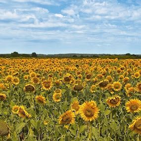 Machenbach sunflower fields meme template