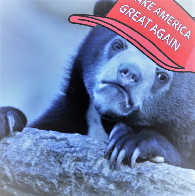 Template meme MAGA confession bear screwed