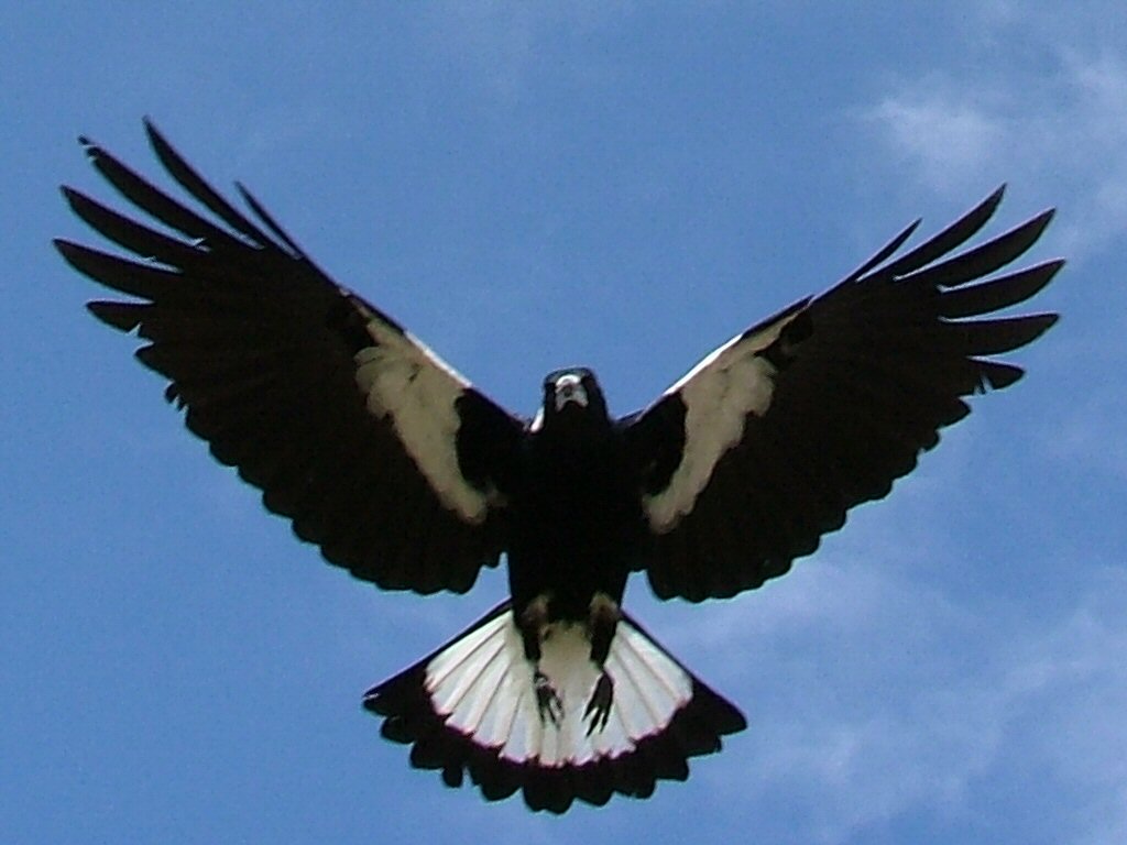 Plantilla de meme maggie magpie