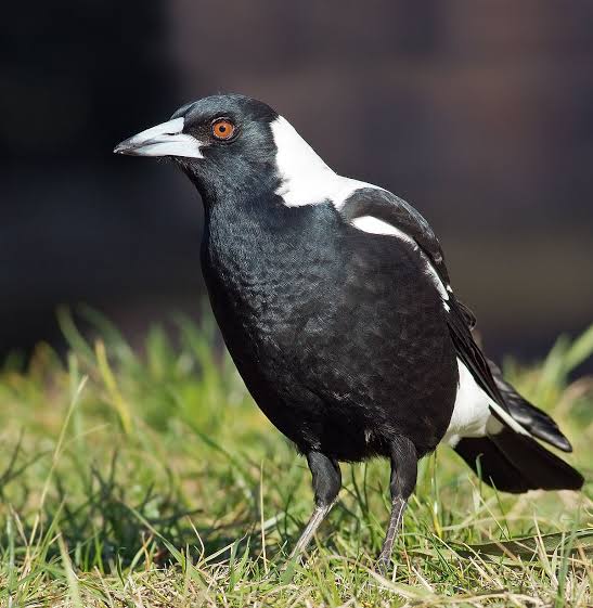 Plantilla de meme Magpie