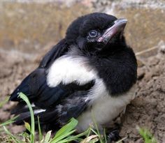 Magpie baby funny meme  meme template