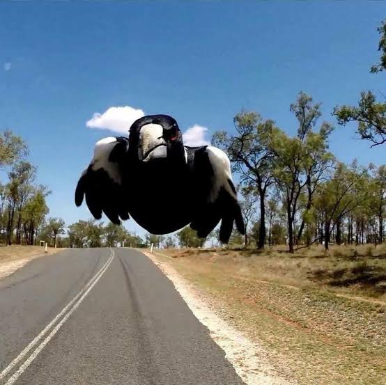 Plantilla de meme Magpie Season