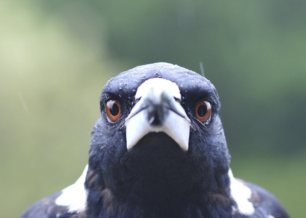 Plantilla de meme Magpie Stare