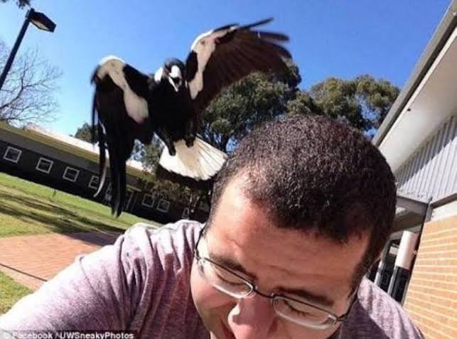Plantilla de meme Magpie swooping