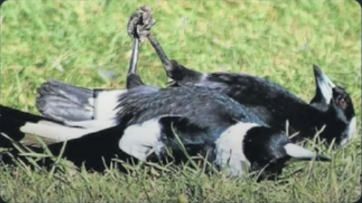 Magpies holding hands meme template