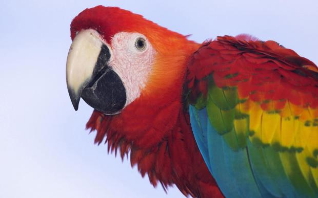 Maladaptive Daydream Macaw meme template