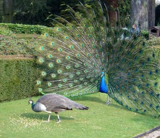 Plantilla de meme male peacock and female peacock