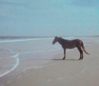 Plantilla de meme Man Horse Water