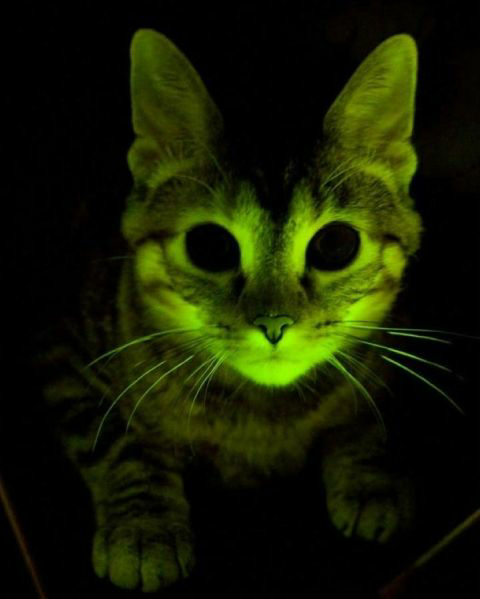 Plantilla de meme Marie Curie cat glows radioactive