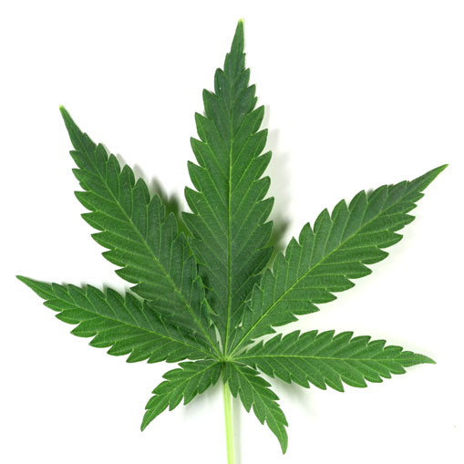 Plantilla de meme Marijuana leaf