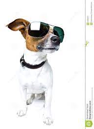 Plantilla de meme Meme dog with shades