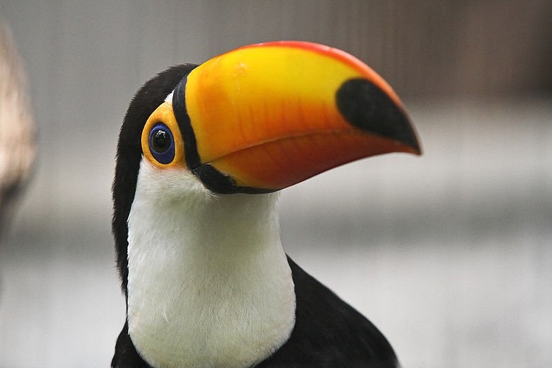 Plantilla de meme Merciless Toucan
