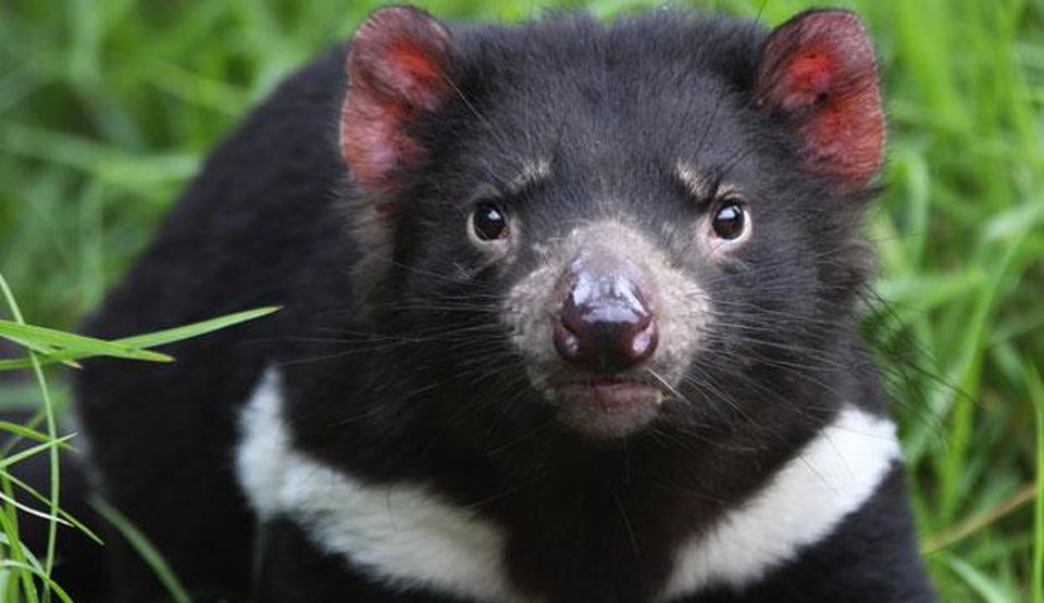 Plantilla de meme Miffed Tasmanian Devil